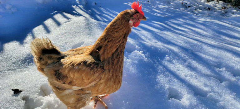 Gioia e Speranza nella neve
