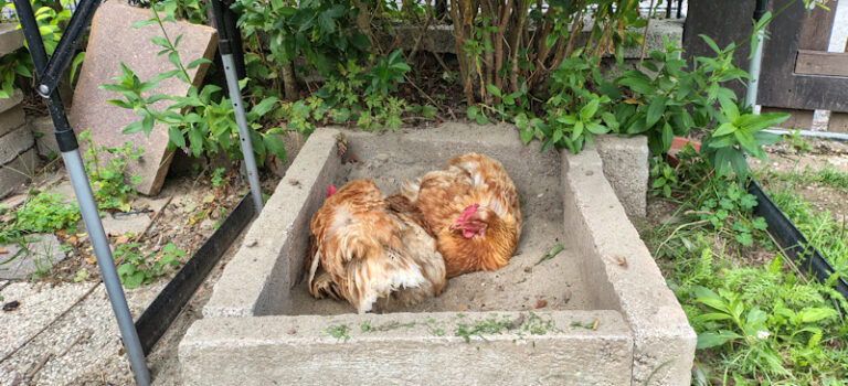 buca di sabbia per le galline